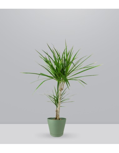Dracena Marginata