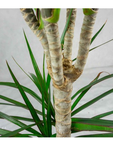 Dracena Marginata | yucca