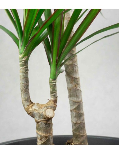 Dracena Marginata | yucca