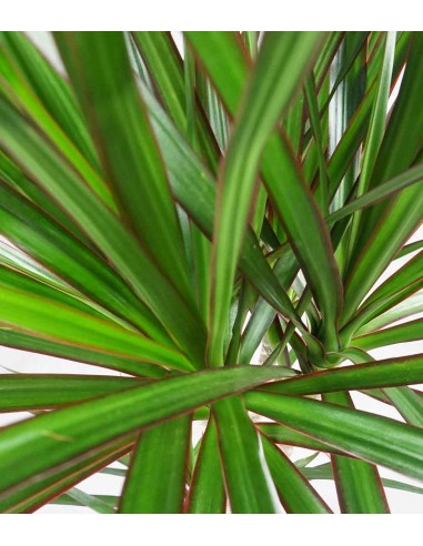 Dracena Marginata
