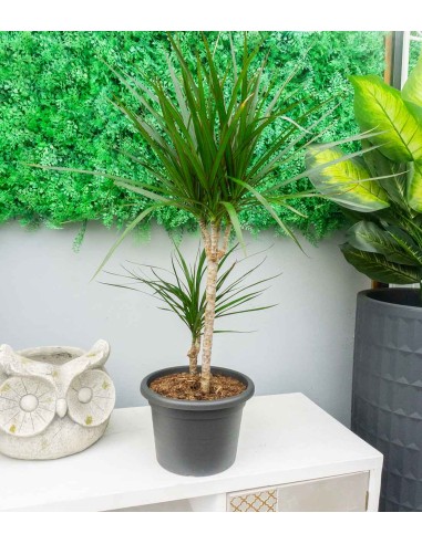 Dracena Marginata