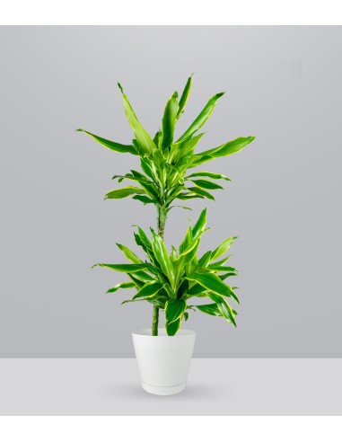 Dracena Golden Coast