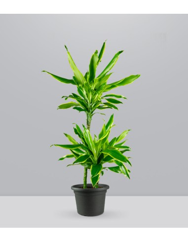 Dracena Golden Coast