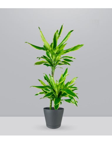 Dracena Golden Coast