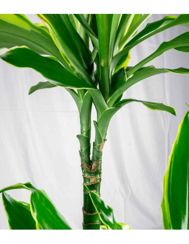 Dracena Golden Coast
