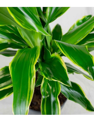Dracena Golden Coast