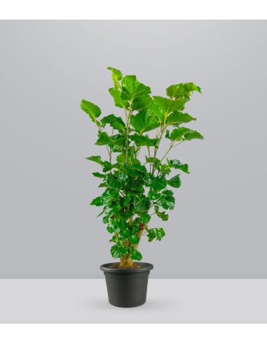 Polyscias Scutellaria | 85 cm