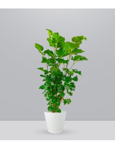 Polyscias Scutellaria | 85 cm
