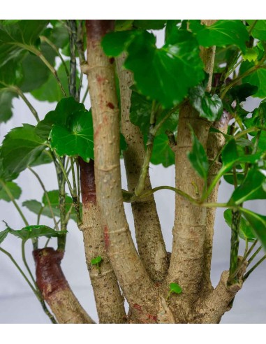 Polyscias Scutellaria | 85 cm