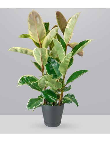 Ficus elastica Tineke