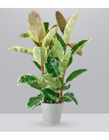 Ficus elastica Tineke