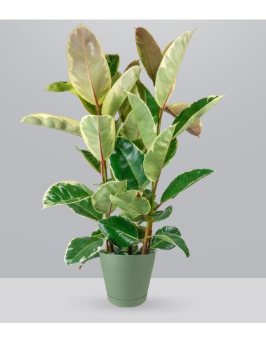 Ficus elastica Tineke