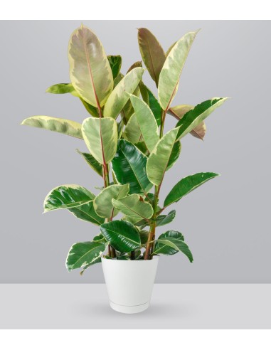 Ficus elastica Tineke
