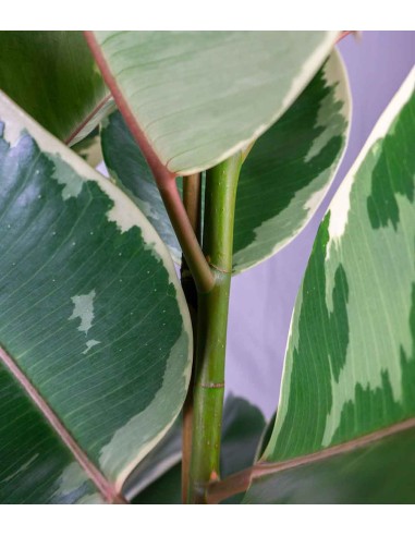 Ficus elastica Tineke