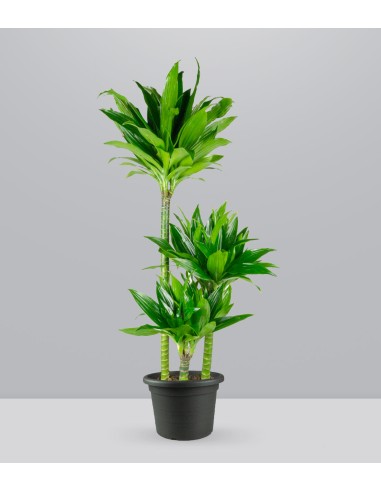 Dracena Green Jewel