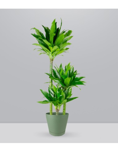 Dracena Green Jewel