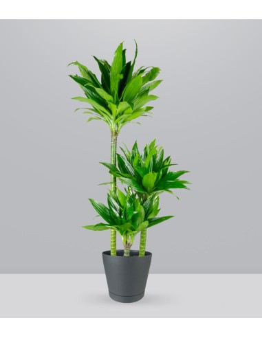 Dracena Green Jewel