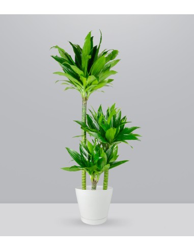 Dracena Green Jewel