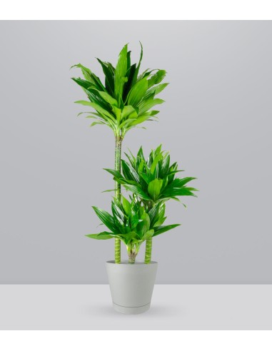 Dracena Green Jewel