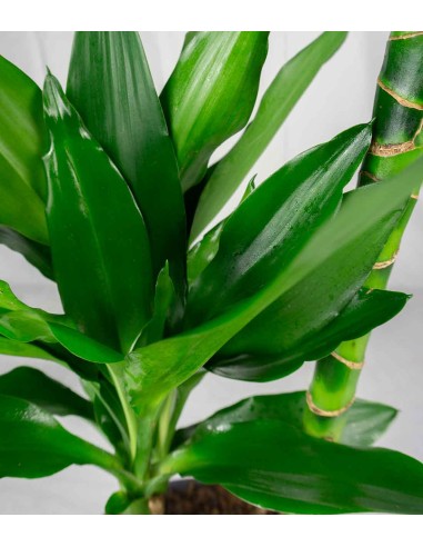 Dracena Green Jewel