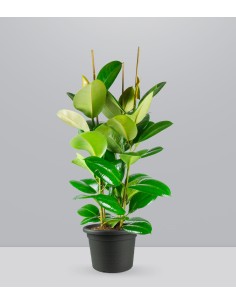 Ficus elastica 105 cm