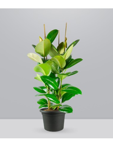 Ficus elastica robusta | pianta alta