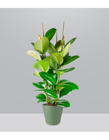 Ficus elastica robusta | pianta alta