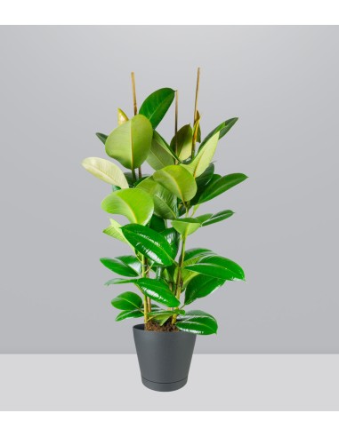Ficus elastica robusta | pianta alta