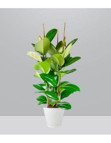 Ficus elastica 105 cm