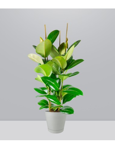 Ficus elastica 105 cm