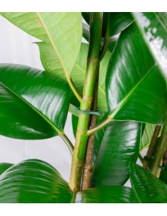 Ficus elastica 105 cm 2