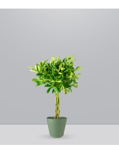Schefflera variegata | 60 cm
