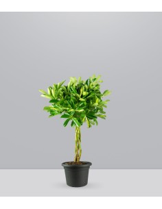 Schefflera variegata | 60 cm 2