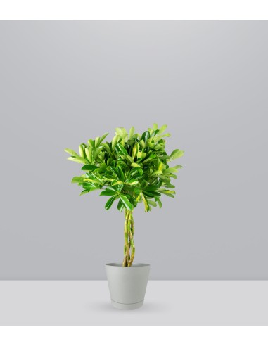 Schefflera variegata | 60 cm