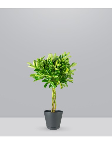 Schefflera variegata | 60 cm