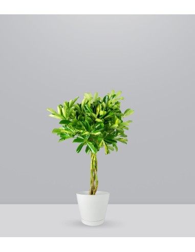 Schefflera variegata | 70 cm