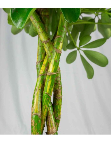 Schefflera variegata | 60 cm