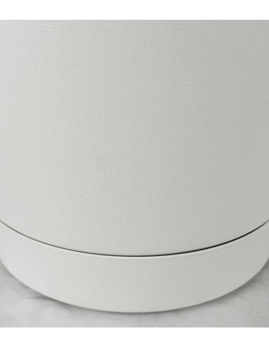 Schefflera variegata | 60 cm