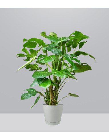 Filodendro Monstera, pianta alta 