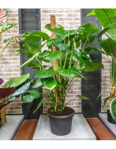 Filodendro Monstera, pianta alta 