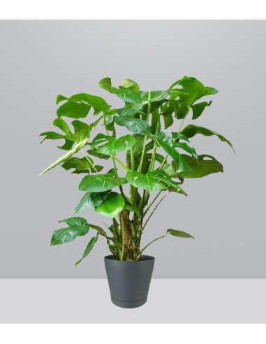 Filodendro Monstera, pianta alta 