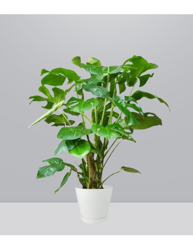 Filodendro Monstera, pianta alta 