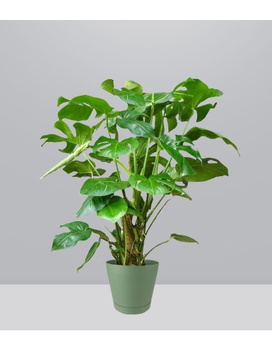 Filodendro Monstera, pianta alta 