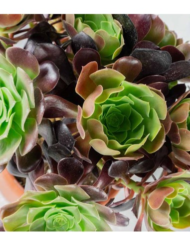 Aeonium Atropurpureum