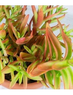 Crassula Capitella Campfire 2