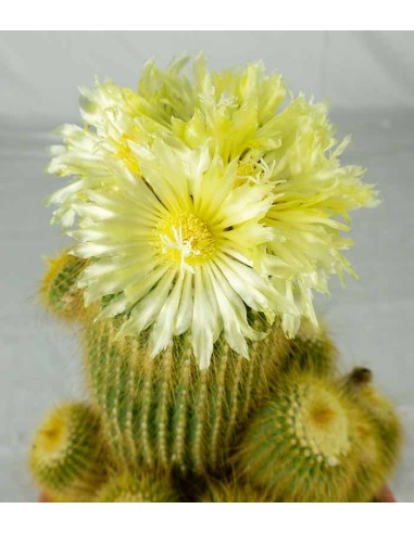 Notocactus leninghausii