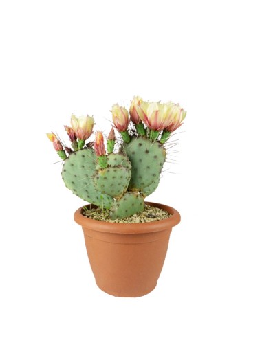 Opuntia violacea