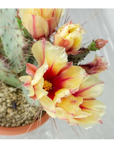 Opuntia violacea