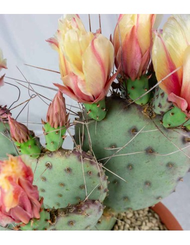 Opuntia violacea