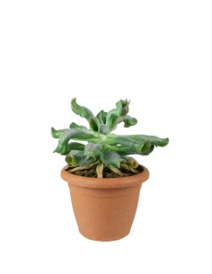 Echeveria culibra